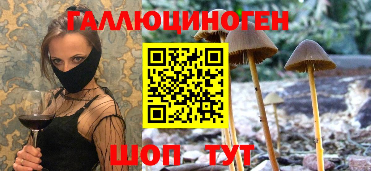 Галлюциногенные грибы Psilocybine cubensis Белая Калитва